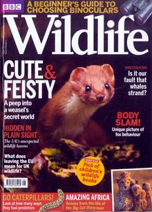 Bbc Wildlife Magazine  Order Online