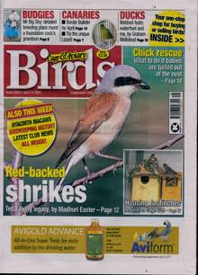 Cage And Aviary Birds Magazine  Order Online