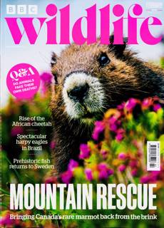Bbc Wildlife Magazine Issue FEB 26